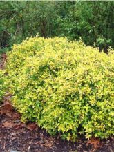 Abelia grandiflora Francis Mason