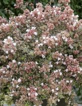 Abelia Magic Daydream