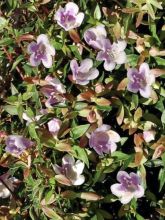 Abelia Pastel Charm® - Abélia hybride nain