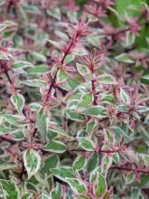 Abelia grandiflora Pink Lady - Abélia à grandes fleurs