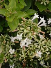 Abelia grandiflora Semperflorens - Abélia à grandes fleurs