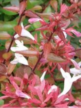 Abelia grandiflora Sherwood