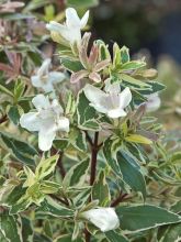 Abélia à grandes fleurs 'Sparkling Silver'