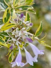 Abelia grandiflora Radiance - Abélia à grandes fleurs