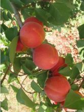 Abricotier Bergeron - Prunus armeniaca en gobelet