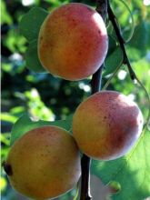 Abricotier Rouge du Roussillon - Prunus armeniaca