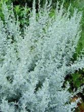 Absinthe - Artemisia absinthium Lambrook Silver