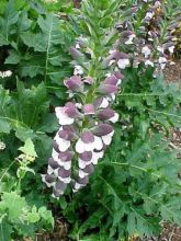 Acanthe mollis 'Latifolius'