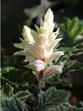 Acanthus Whitewater - Acanthe hybride panachée