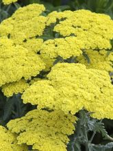 Achillea hybride Little Moonshine