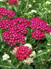 Achillée millefeuille 'Cerise Queen'