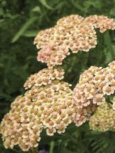 Achillea millefolium 'White Beauty' - Vente Achillée millefeuille blanche