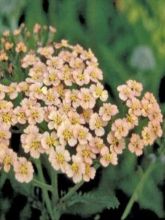 Achillée millefeuille Pomegranate - Achillea millefolium pomegranate