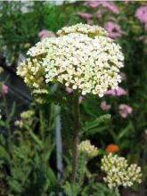 Achillée millefolium Heinrich Vogeler ou Achillée lanulosa