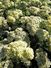 ACHILLEA millefolium Desert Eve Deep Rose - Achillée millefeuille -  Fleurir son jardin