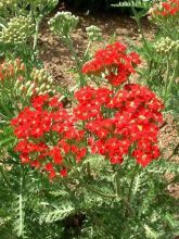 Achillée millefeuille 'Paprika'