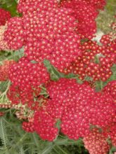 Achillea millefolium Pretty Woman - Achillée millefeuille