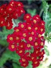 Achillea millefolium 'White Beauty' - Vente Achillée millefeuille blanche