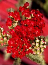 Achillea millefolium Red Velvet - Achillée millefeuille rouge intense