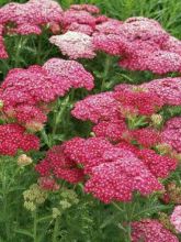 Achillée - Achillea millefolium Saucy Seduction®