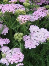 Achillea millefolium Wonderful Wampee - Achillée millefeuille rose changeant