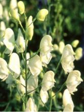 Aconitum napellus Schneewittchen - Aconit napel blanc