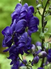 Aconite, Aconitum Spark s Variety