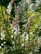 Actaea Cheju-Do - Cimicifuga japonica