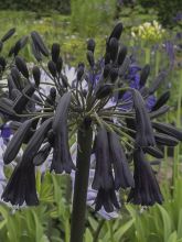 Agapanthe - Agapanthus Black Magic