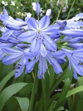 Agapanthe, Agapanthus blue Heaven