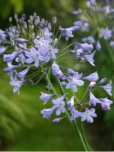 Agapanthe ou agapanthus Blue Triumphator