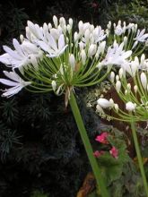 Agapanthe umbellatus Albus 