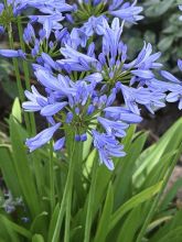 Agapanthe - Agapanthus Pitchoune Blue