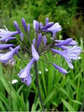 Agapanthe ou agapanthus Donau