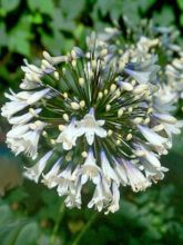 Agapanthe - Agapanthus Enigma