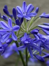 Agapanthe hybride - Agapanthus Lapis Lazuli