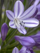 Agapanthe  - Agapanthus Megan s Mauve