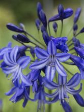 Agapanthe 'Northern Star'