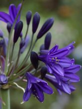 Agapanthe 'Royal Velvet'