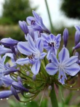 Agapanthe Stars and Stripes