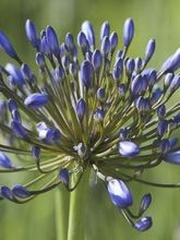 Agapanthe ou agapanthus Sunfield