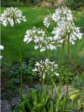 Agapanthe 'Windsor Grey'