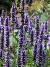 Agastache à odeur de fenouil 'Black Adder'