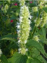 Agastache rugosa Alabaster