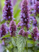 Agastache 'Beelicious Purple'