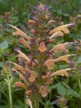 Agastache Kudos Gold