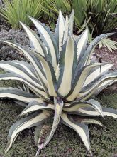 Agave 'Mediopicta Alba'