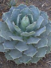 Agave potatorum 'var. verschaffeltii'