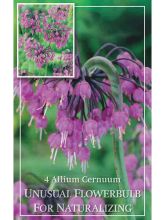 Ail penché - Allium cernuum