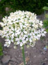 Allium nigrum - Ail d'ornement